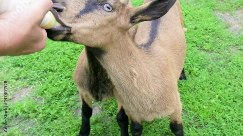 Little brown baby goats drink milk from  bottle at farm. Animal feeding and breeding . Slow motiom photo