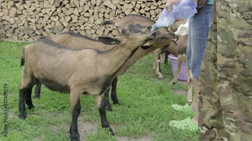 Little brown baby goats drink milk from  bottle at farm. Animal feeding and breeding . Slow motiom photo