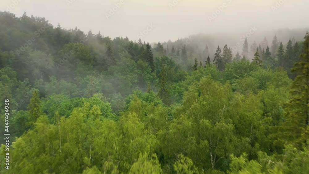 Aerial shot of mountain valley forest in fog, low flight over treetops, 4K view Aerial shot of mountain valley forest in fog, low flight over treetops, 4K view