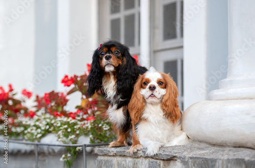 two Cavalier King Charles Spaniel dogs posing in front of a white house with some red flowers 