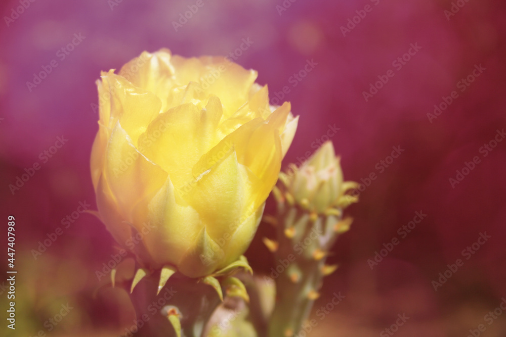 Fototapeta premium Prickly Pear Cactus with Flower - Opuntia engelmannii var. lindheimeri