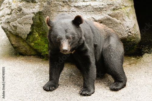 Okuhida, Nagano, Japan, 2021-26-07 , Black bears at the Okuhida zoo where tourists can see over a hundred japanese black bears. photo