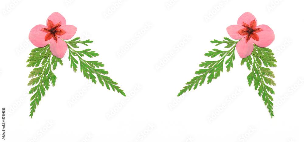 Fototapeta premium Dried Pink Flowers and Fern Leaves on White