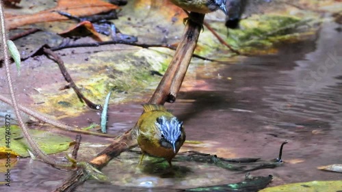 Grey-throated Babbler nature bird dring and play water.