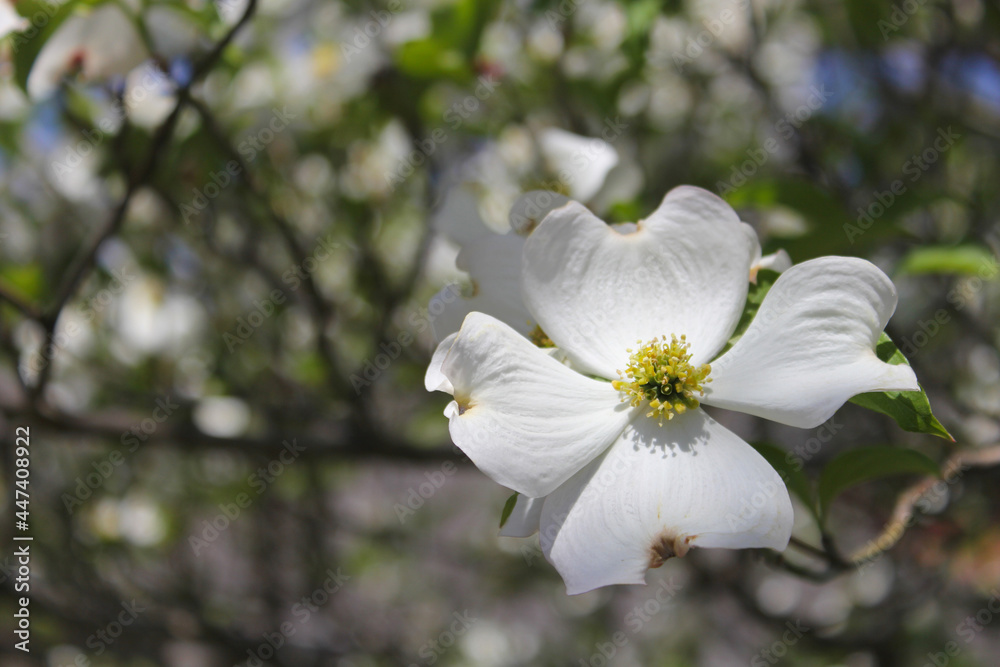 White Dogwood Tree in full bloom at Easter White Dogwood Tree in full bloom at Easter