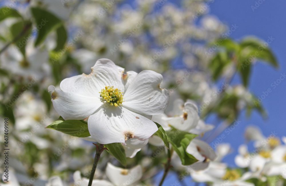 White Dogwood Tree in full bloom at Easter White Dogwood Tree in full bloom at Easter