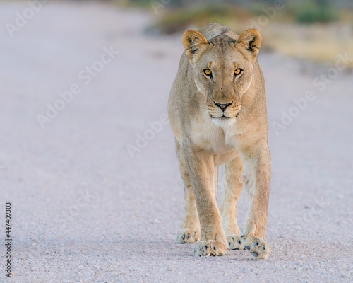 lone lioness on open road hunting