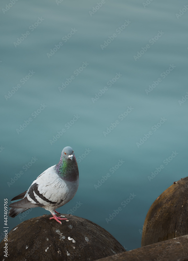 One pigeon sits near sea water. Close up of alone dove in the city. One pigeon sits near sea water. Close up of alone dove in the city.