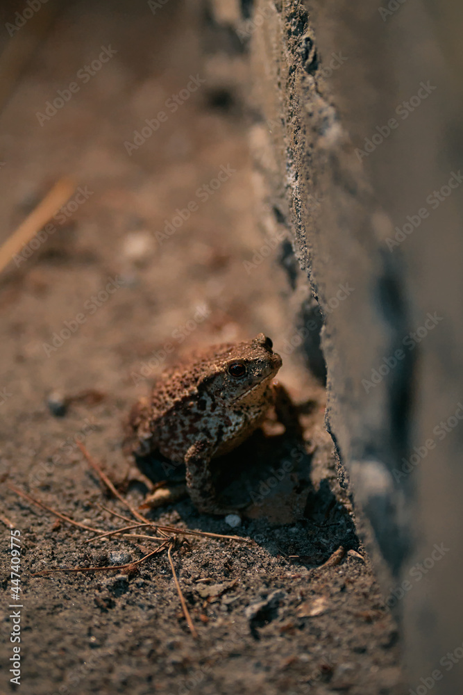 Forest frog on the concrete pavement. Toad during the night.