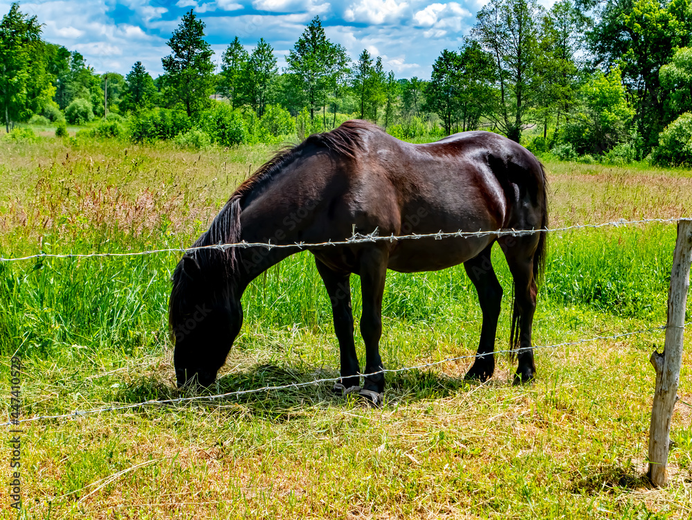 Black horse eating green grass in the pasture. Livestock farm. Horse and mare. Agricultural business. Pasture of farm animals. Natural background. Racetrack for horse racing. Black horse eating green grass in the pasture. Livestock farm. Horse and mare. Agricultural business. Pasture of farm animals. Natural background. Racetrack for horse racing.