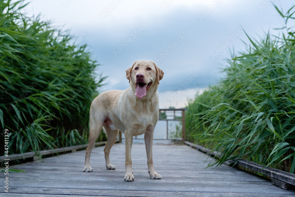 one yellow lab dog looking to the camera on a bridge by a river
