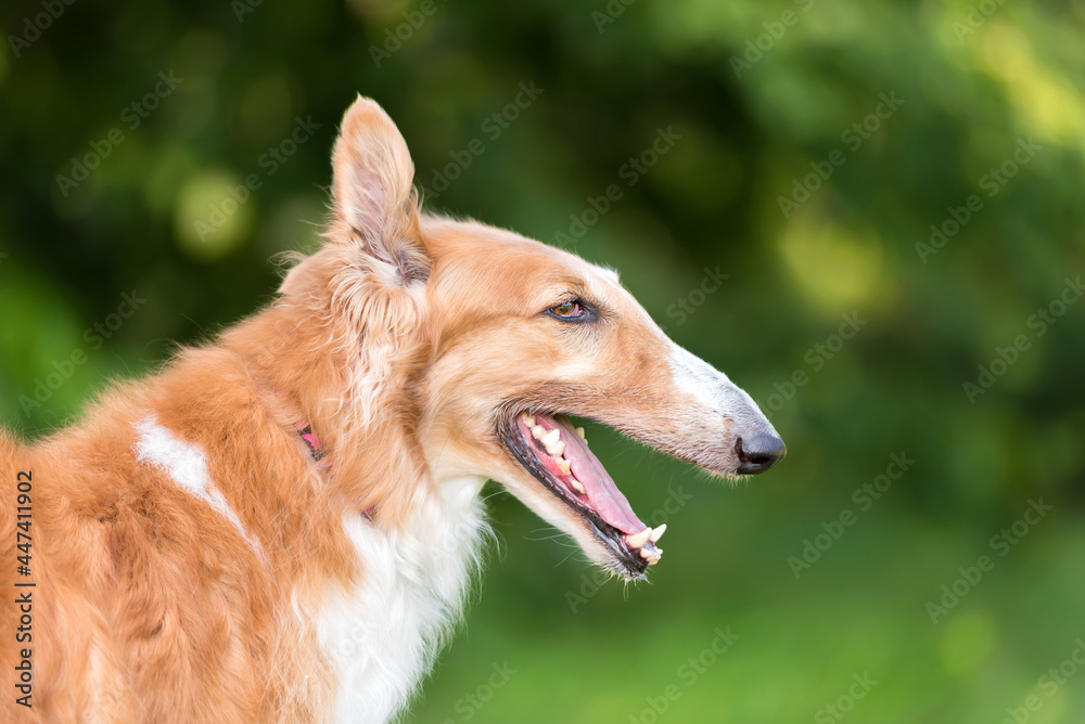 Fototapeta premium one white and brown borzoi dog on the green grass in the park 