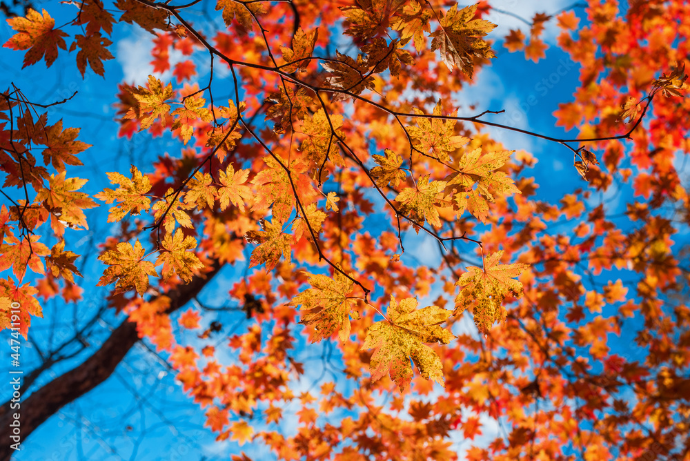 red and yellow maple autumn leaves background red and yellow maple autumn leaves background