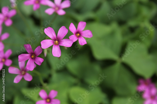 Oxalis Wood Sorrel With Pink Flowers Shallow DOF