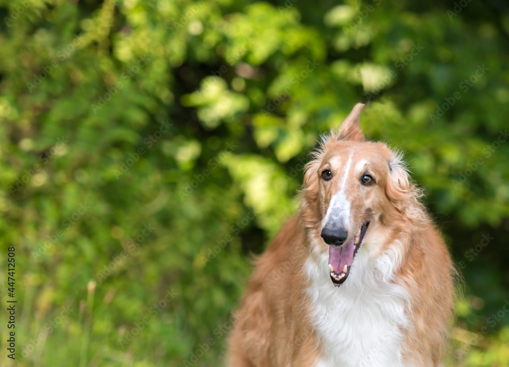 Fototapeta premium one white and brown borzoi dog on the green grass in the park 