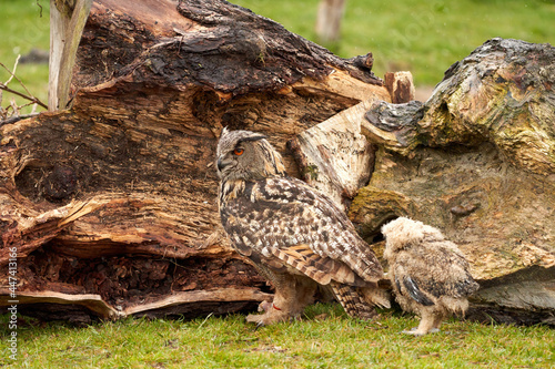 Fototapeta Naklejka Na Ścianę i Meble -  A six week old owl chick eagle owl with its mother. A piece of bloody meat from the prey lies on the ground