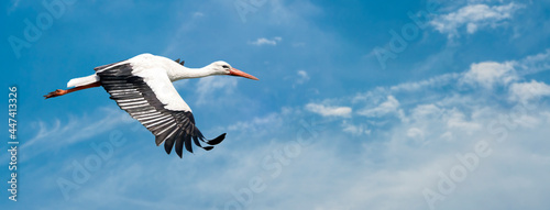 White stork flying in a blue sky. With large spread wings. Detailed bird. Web banner for social media like Facebook