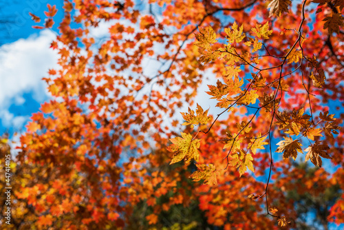 orange and red maple autumn leaves background