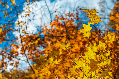 orange and yellow maple autumn leaves background