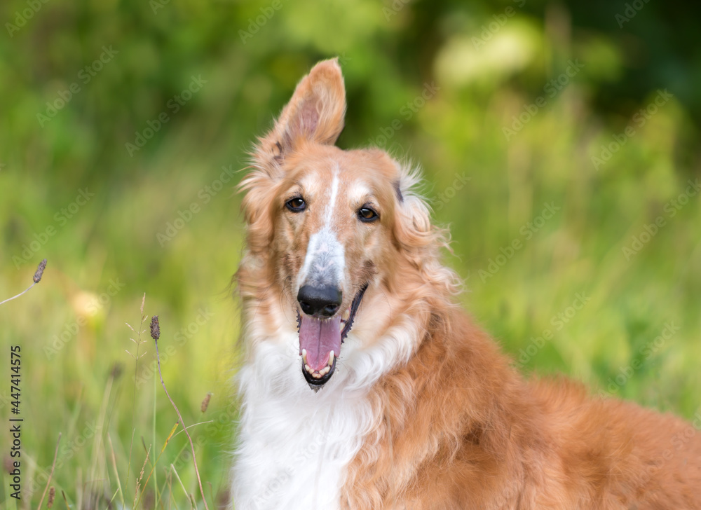 one white and brown borzoi dog on the green grass in the park one white and brown borzoi dog on the green grass in the park