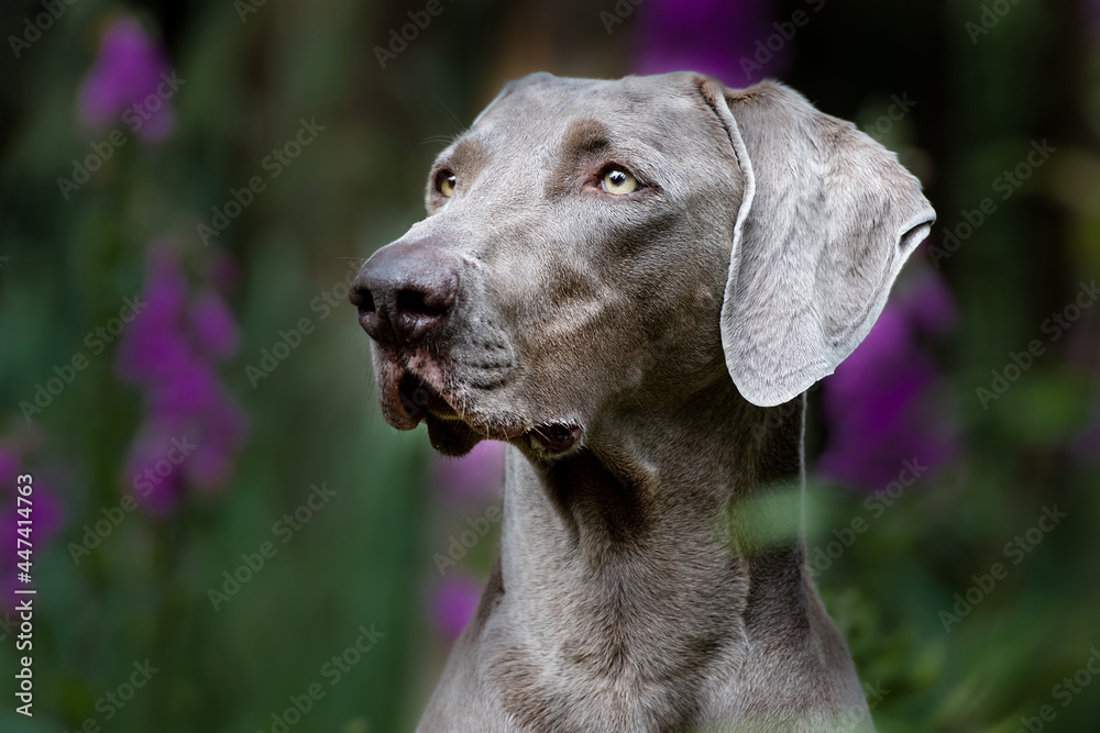 Weimaraner Jagdhund Porträt