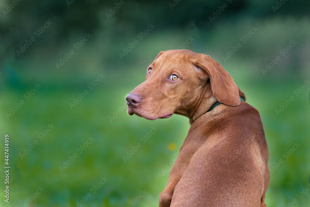 Magyar Viszla Jagdhund