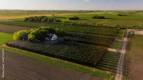 Ripe apples in an orchard ready for harvesting
