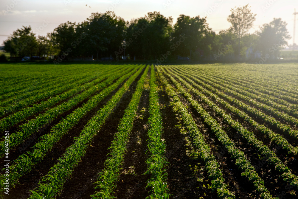 Green and lush Agricultural fields of Soy