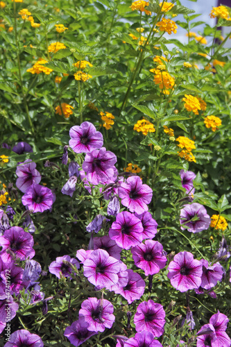 Purple and Pink Petunias in bright sunlight
