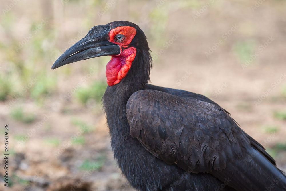 Naklejka premium Close-up of a Southern Ground Hornbill