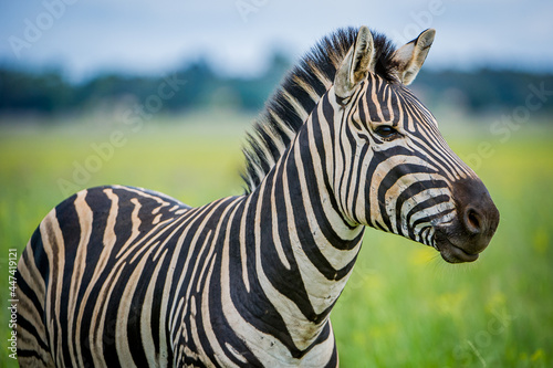 Plains Zebra Profile Shot