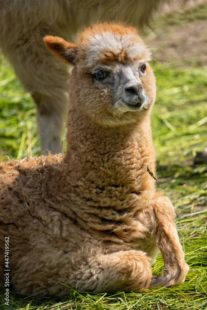 Young Alpaca Lama Pacos Portrait Young Alpaca Lama Pacos Portrait