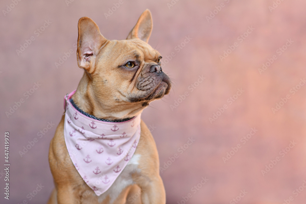 French Bulldog dog with neckerchief collar on side of pink background with copy space