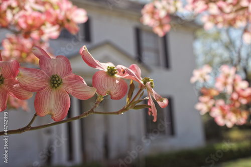 Pink Dogwood with Southen Mansion in Background Cornus florida photo