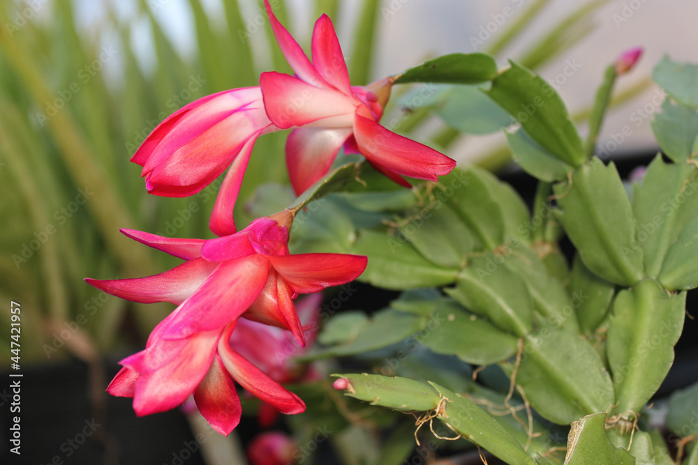 Christmas Cactus in Bloom With Pink Flowers S. truncata Christmas Cactus in Bloom With Pink Flowers S. truncata