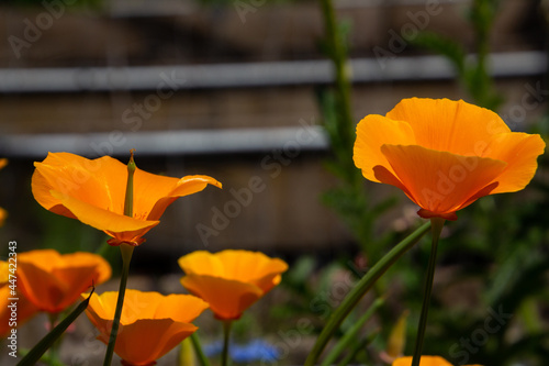 Orange blossom of californian poppy, also called Eschscholzia californica photo