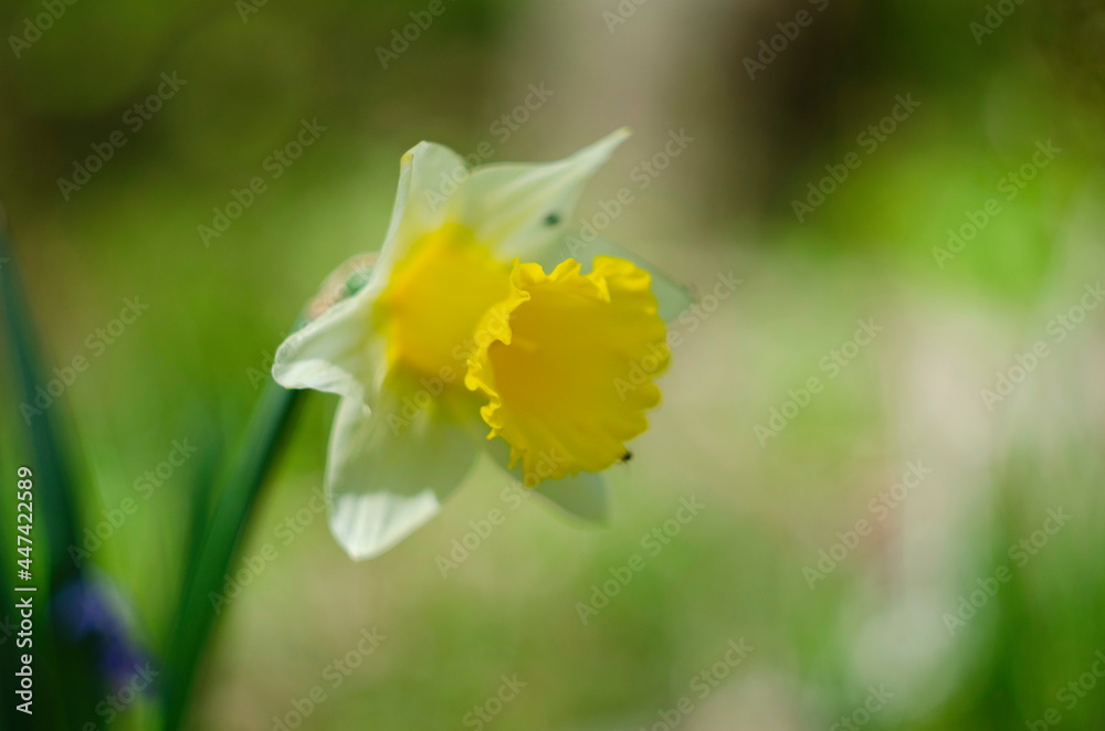 Fototapeta premium yellow daffodil flowers blooming in the spring