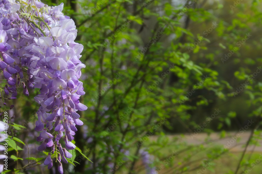 Purple Wisteria in Spring - Fabaceae Luguminosae in Park Purple Wisteria in Spring - Fabaceae Luguminosae in Park
