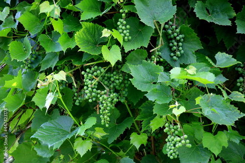 Green young wine grapes in the home vineyard. bunch of green grapes among the leaves of the tree