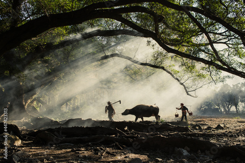 XIAPU, CHINA – DEC 07, 2019: Farmers walk a buffalo through the morning sunlight under the Banyan trees in Yangjiaxi Village