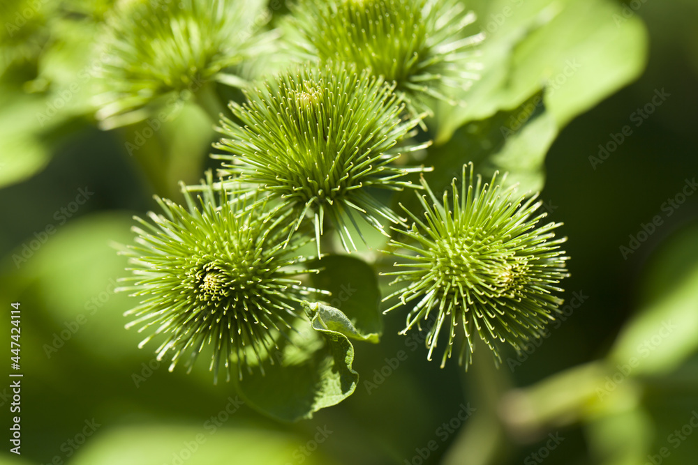 Greater burdock or edible burdock flowers (Arctium lappa). Greater burdock or edible burdock flowers (Arctium lappa).