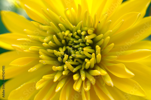 Yellow flower head with tiny dewdrops in close-up