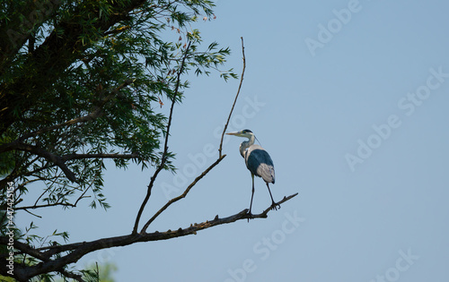 Gray heron as it just landed on a branch of a withered tree