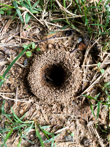 Ants hole on the ground