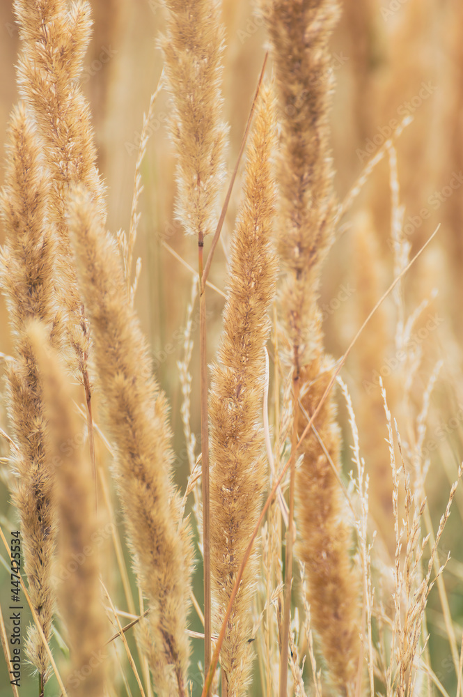 Fototapeta premium golden wheat field