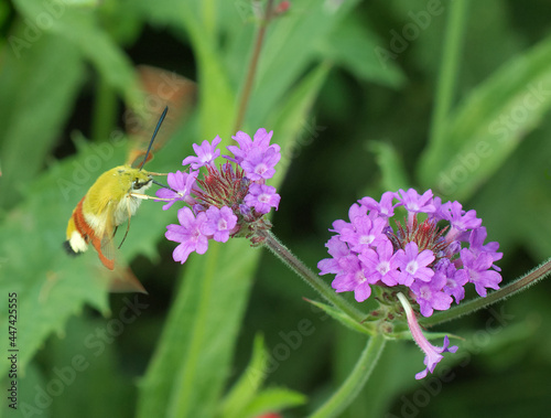 Hemaris thysbe, the hummingbird clearwing moth of the family Sphingidae (hawkmoths) sucks the nectar from the flower, blooming blossom of Asclepias, plants known as milkweeds. 3 quarters right view.