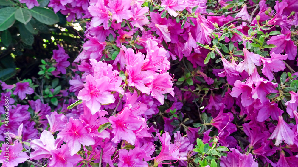 rhododendron flower blooms on a bush in spring