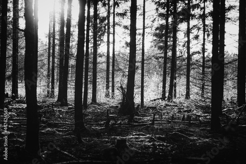 black and white version of early autumn sunset in coniferous forest in Latvia. Pine and fir tree silhouettes against the harsh sunlight