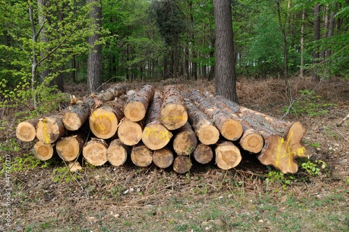Cut tree trunks in the Saint-Pierre-Lès-Elbeuf communal forest,