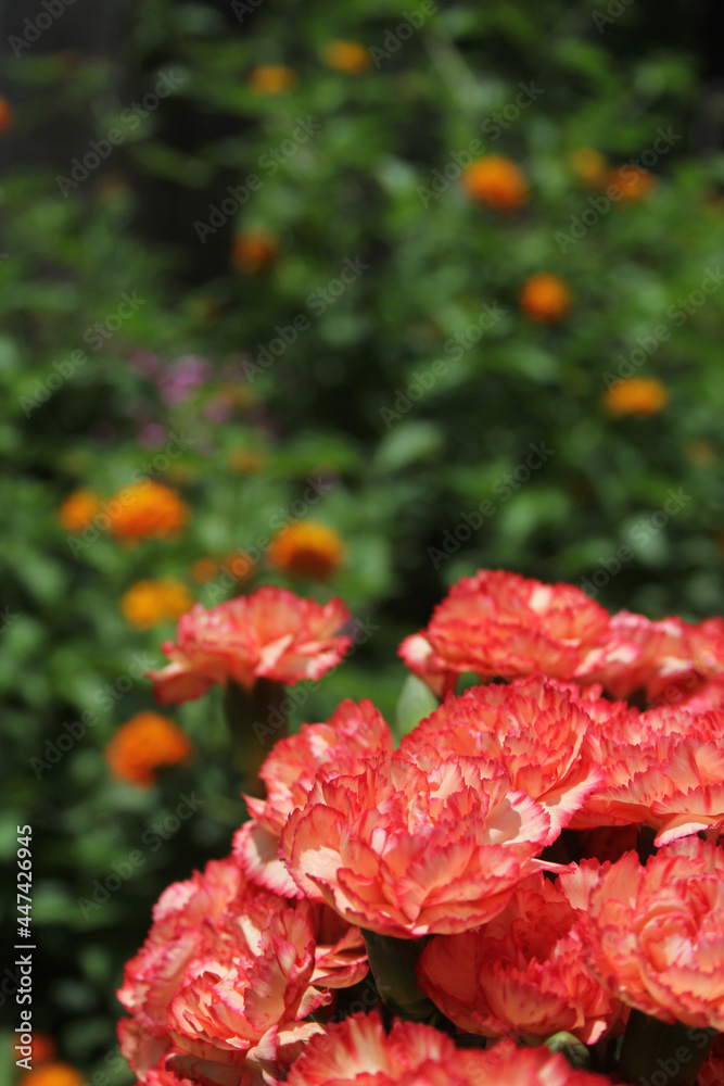 Carnaitions, Dianthus carophyllus with orange Lantana Shallow DOF Carnaitions, Dianthus carophyllus with orange Lantana Shallow DOF
